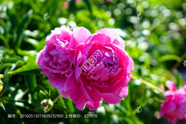 芍藥