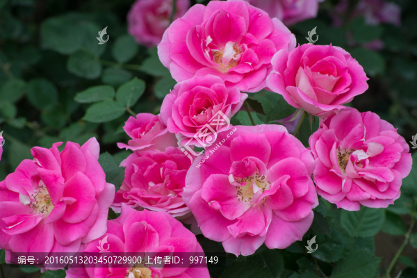 月季花
