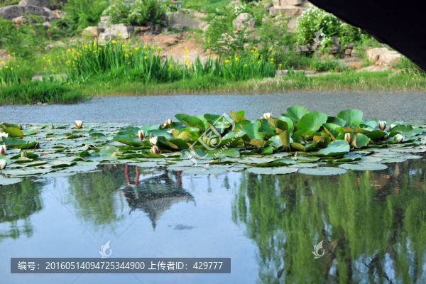 睡蓮,荷花