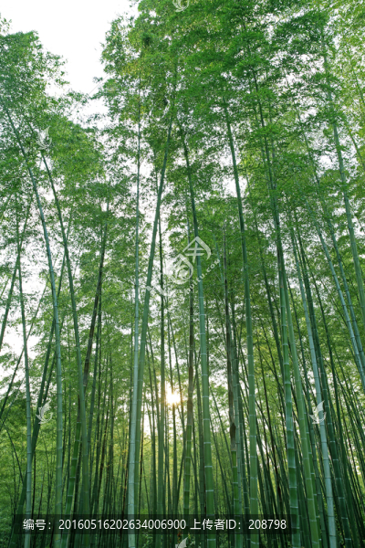 竹林