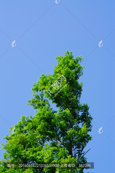 杉樹