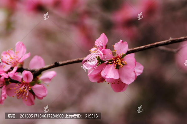 綻放的小桃紅