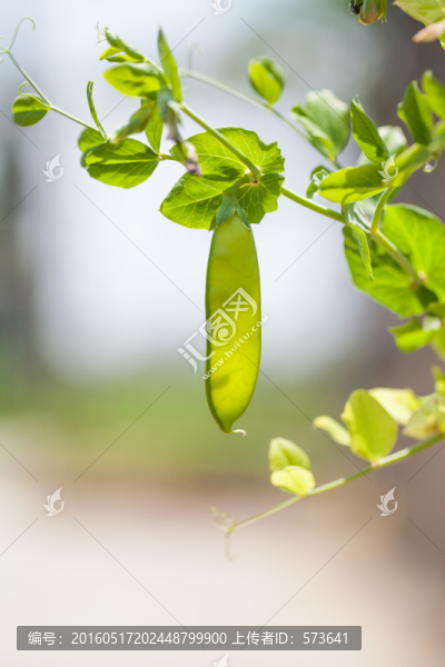 扁豆