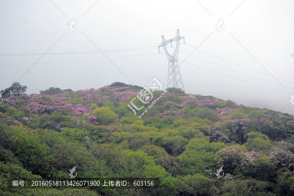 馬耳山杜鵑花