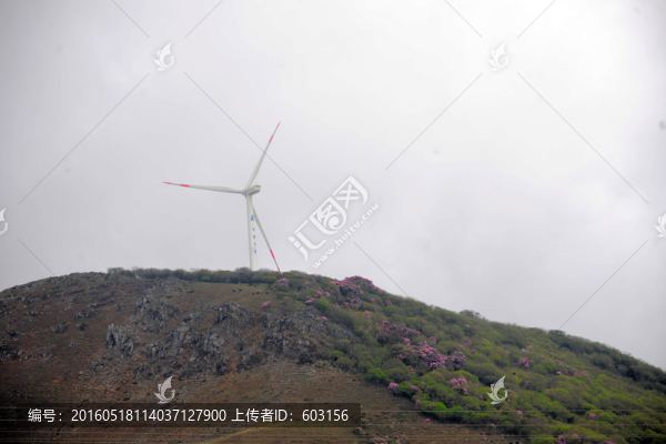 馬耳山杜鵑花