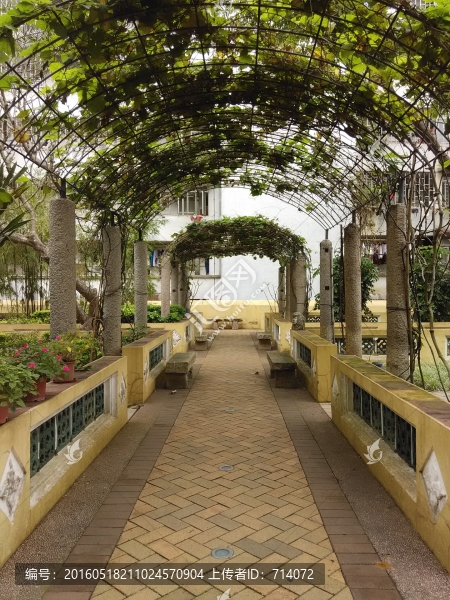植物通道