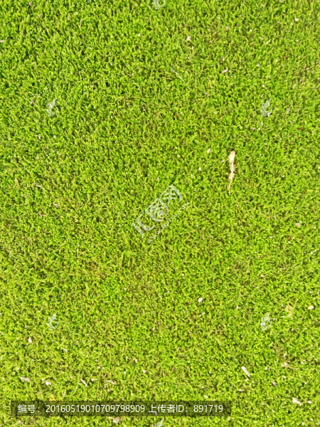 苔蘚植物墻