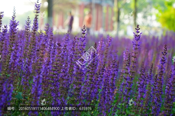 蘭花