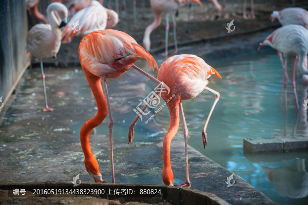 火烈鳥