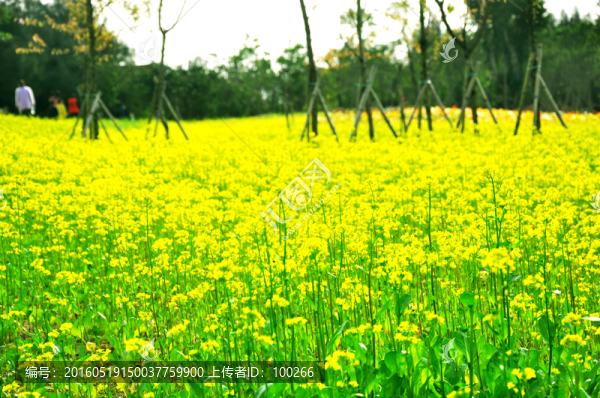 油菜花海