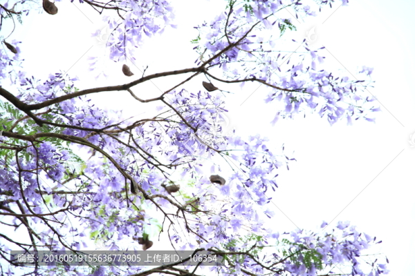 藍(lán)花楹