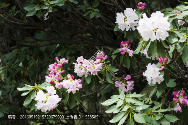 高山杜鵑花特寫
