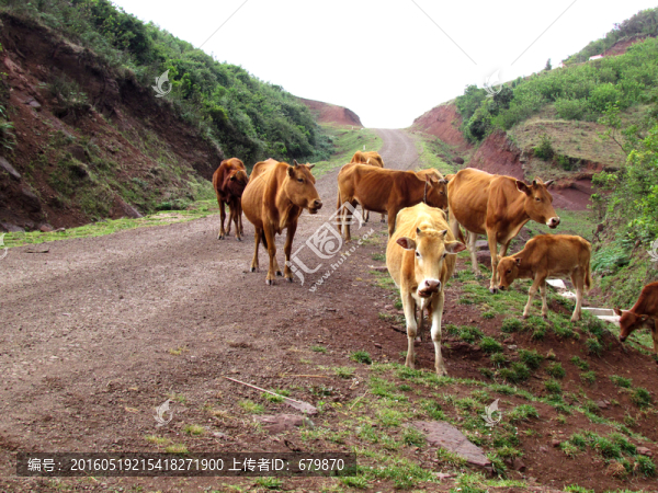 高山牧場