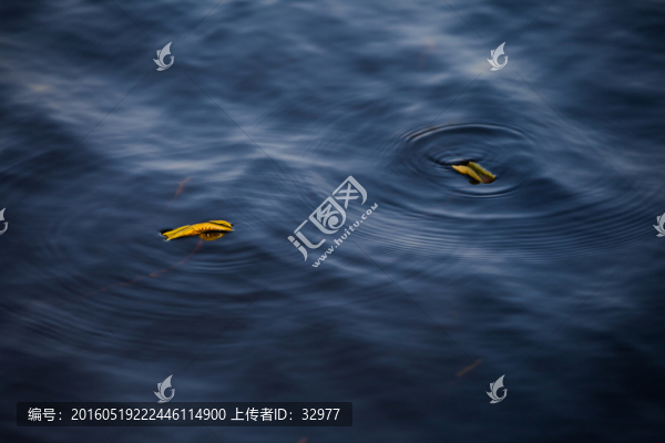 荷葉