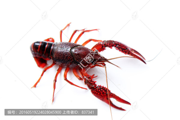 小龍蝦