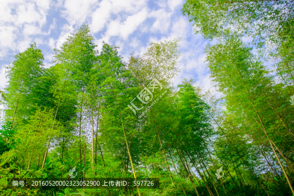 藍(lán)天竹林