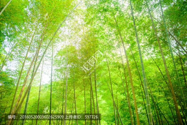 陽光竹林