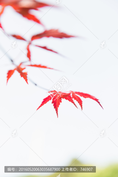 楓葉