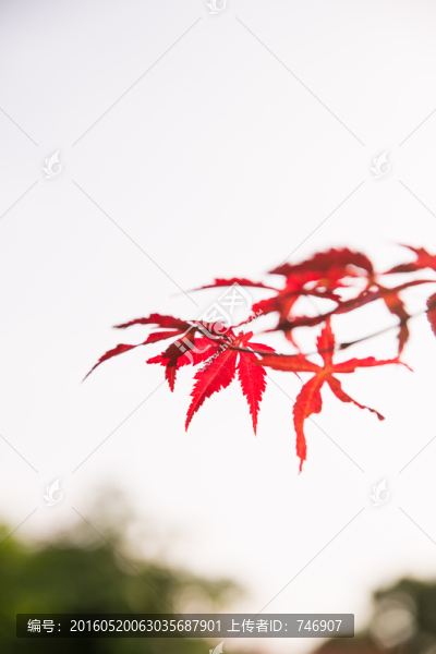 楓葉