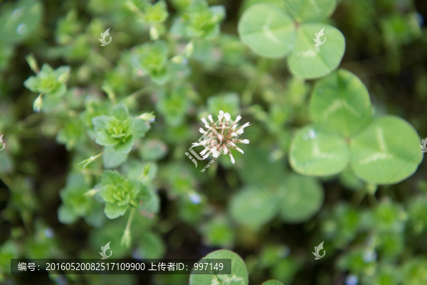 三葉草花