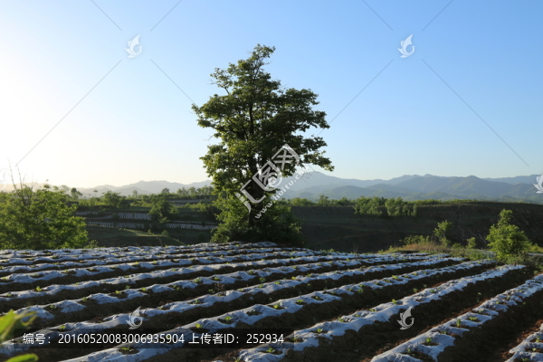 田園風(fēng)景