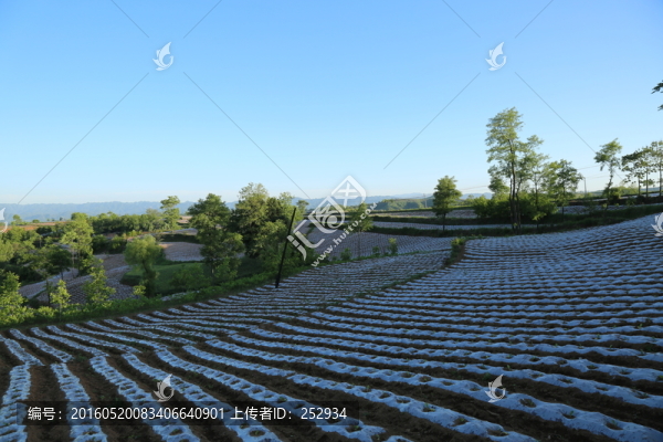 田園春光