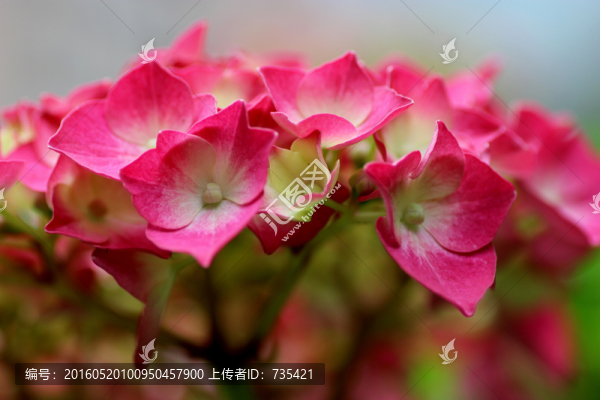 粉色花