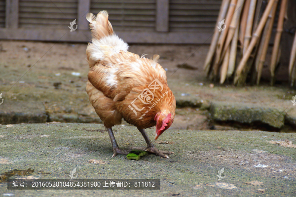 農(nóng)家雞圖片