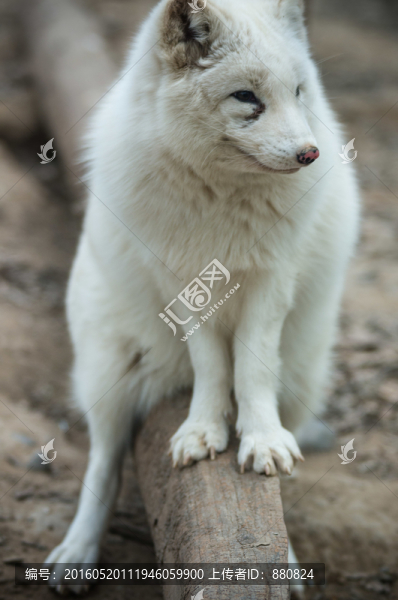 白狐