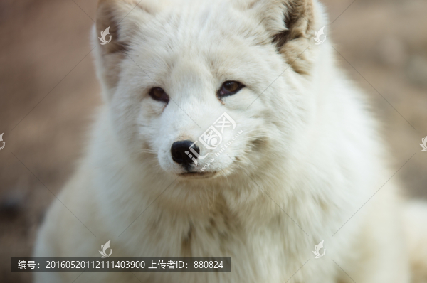 白狐
