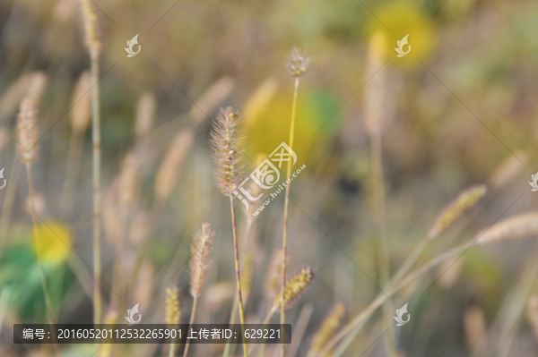 鄉(xiāng)村的狗尾草