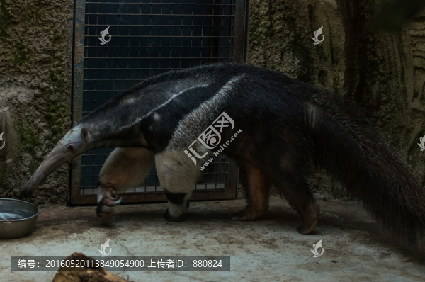 食蟻獸