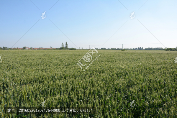 麥田