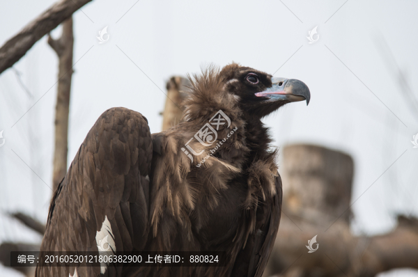 禿鷲