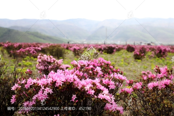 高原杜鵑