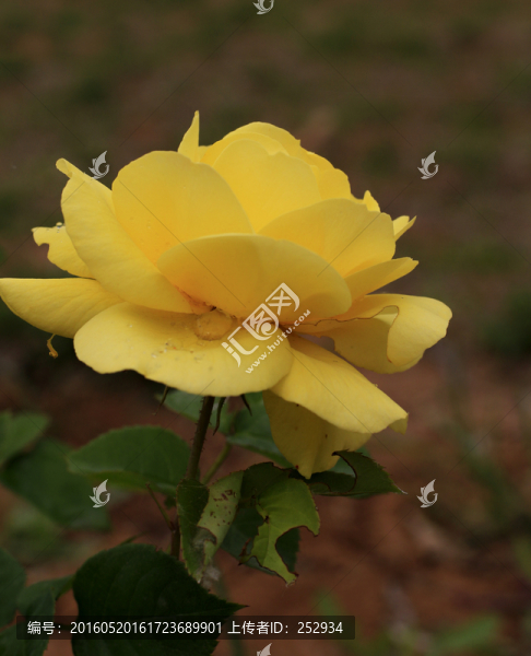 月季花