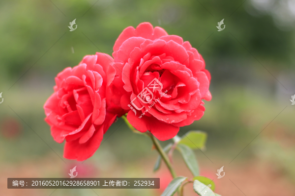 月季花