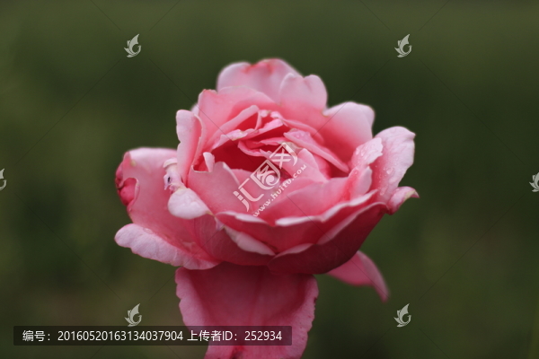 月季花