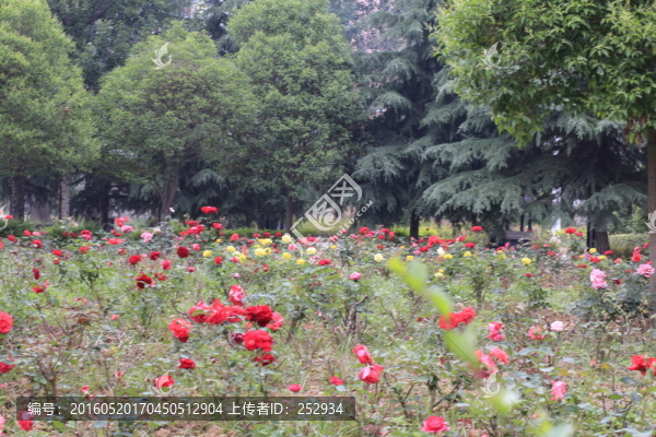 月季花