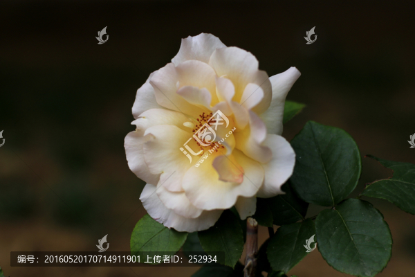 月季花