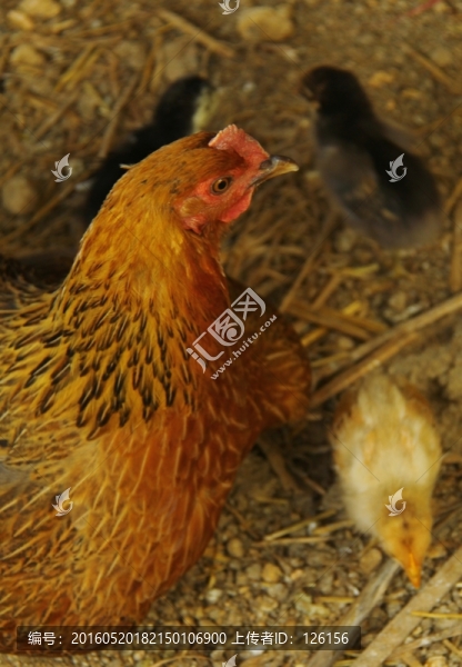 雞媽媽
