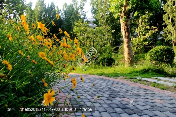 鋪滿鮮花的路