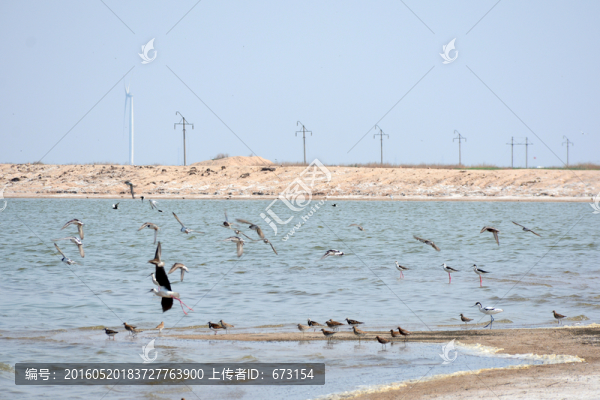 海鳥