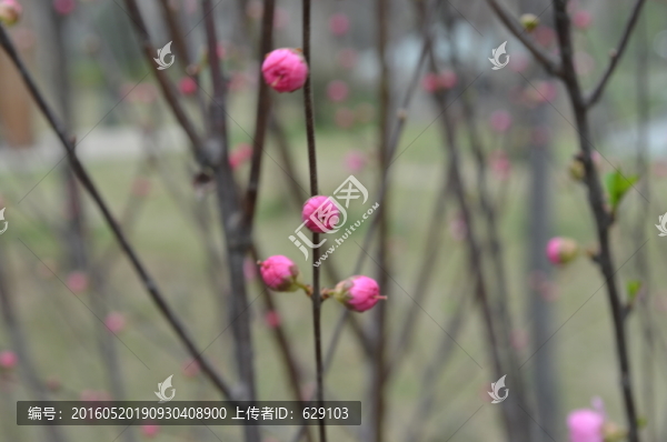 梅花