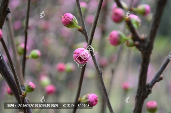梅花