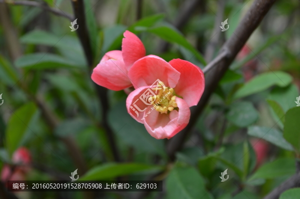 海棠