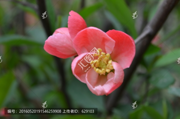海棠