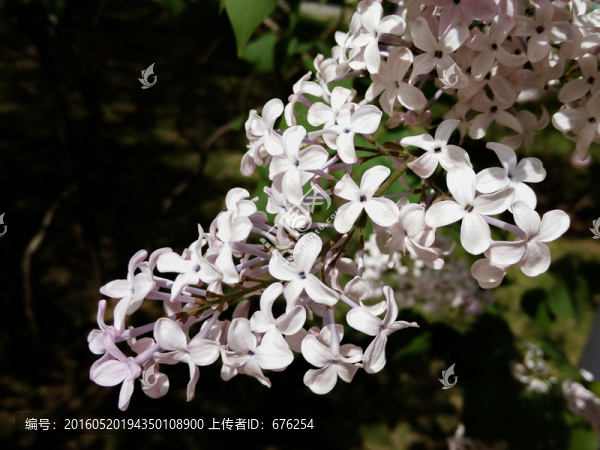 丁香