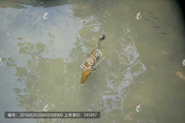 鯰魚
