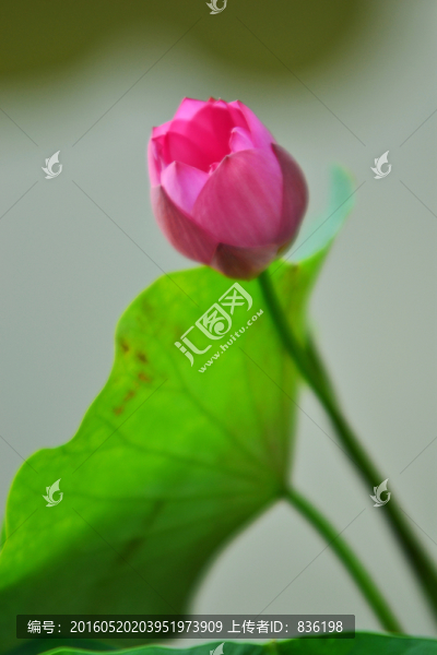 荷花,荷葉